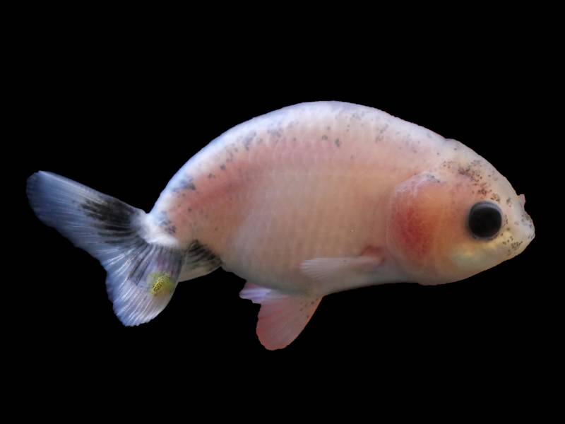 parasite in the tail of baby ranchu goldfish