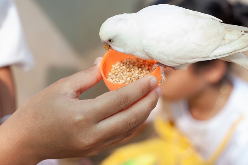 parrot eating pellet