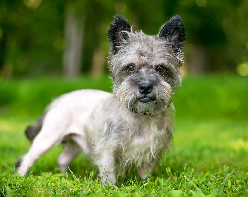 partially shaved cairn terrier mix dog