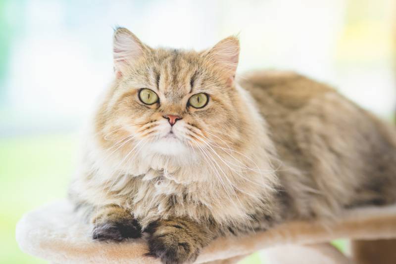 persian cat lying on cat tower