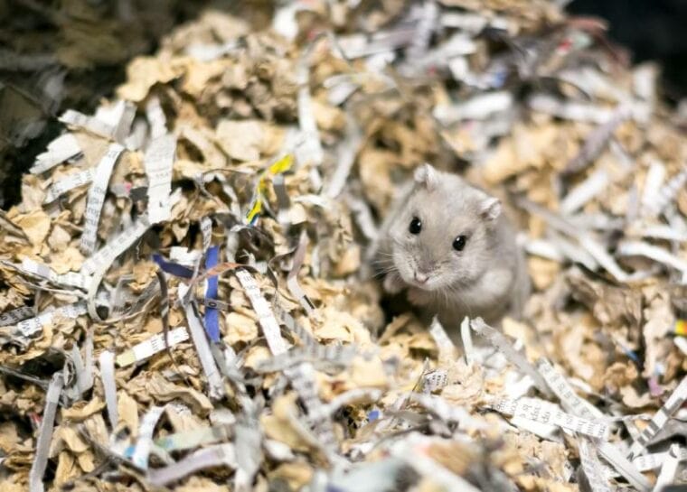 6 Types of Homemade Hamster Bedding (With Pros & Cons) Hepper