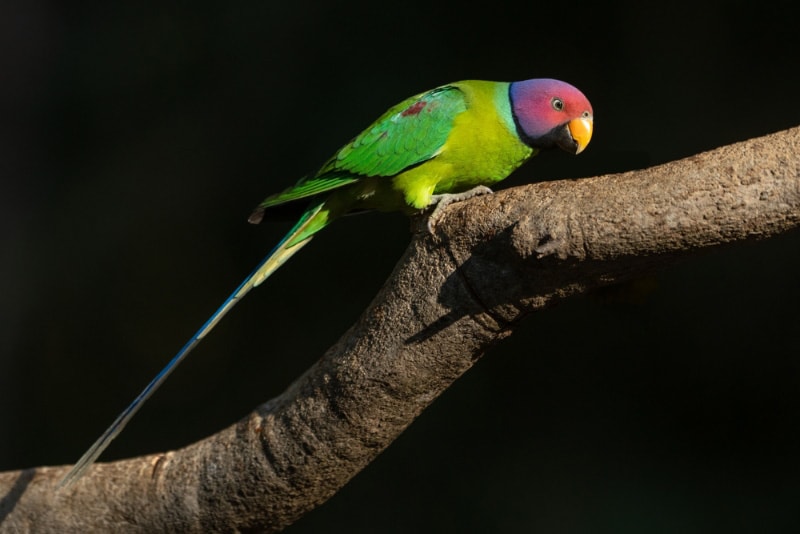 plum-headed parakeet bird at night