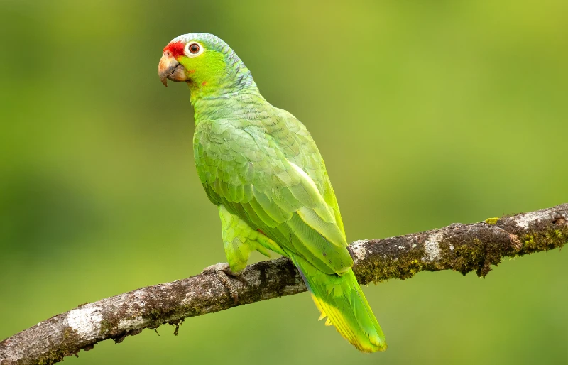 red-lored amazon or red-lored parrot (Amazona autumnalis)