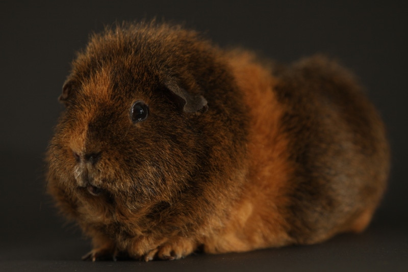 rex guinea pig in dark background