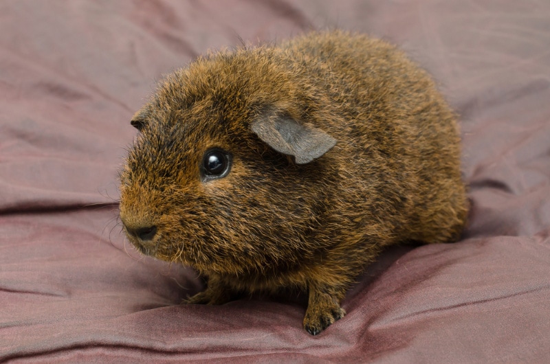 rex guinea pig on a blanket