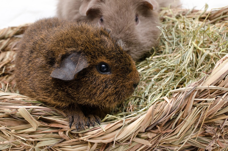 rex guinea pigs in hay