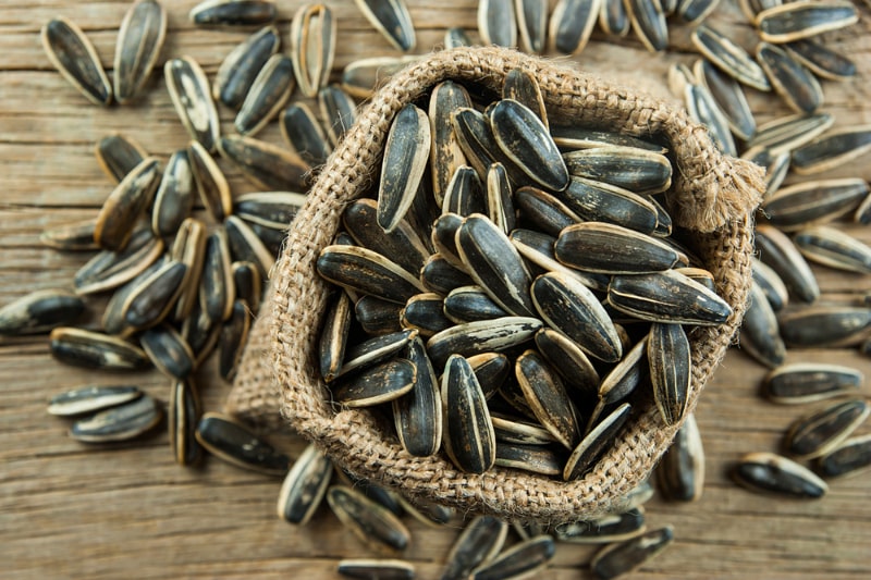 Can Hamsters Eat Sunflower Seeds? VetPermitted Information & FAQ