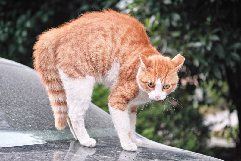 scared bicolor ginger cat with tipped ear
