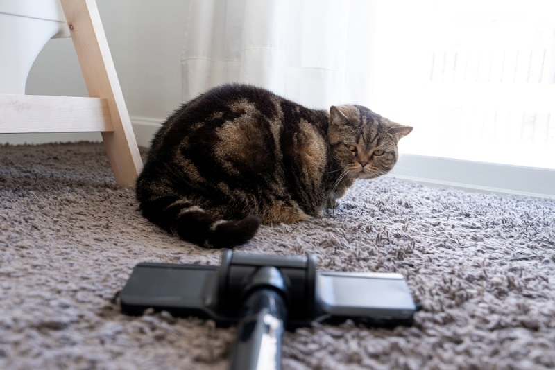 scared cat looking at the vacuum scared cat looking at the vacuum