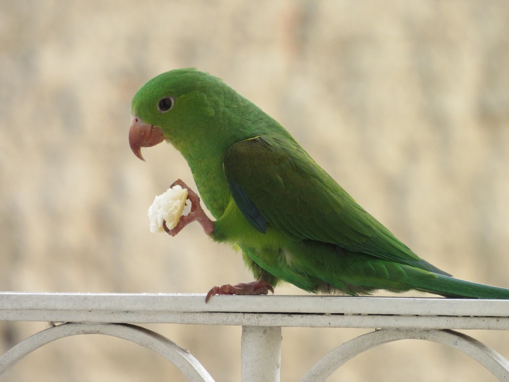 Plain Parakeet on railing with food in it's claw