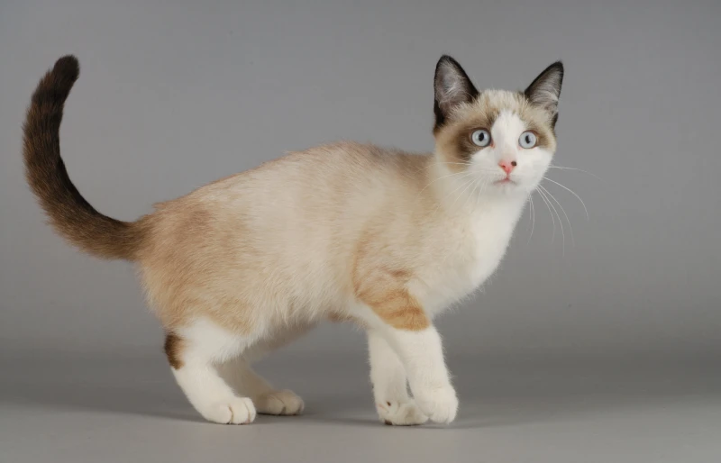 snowshoe cat on gray background