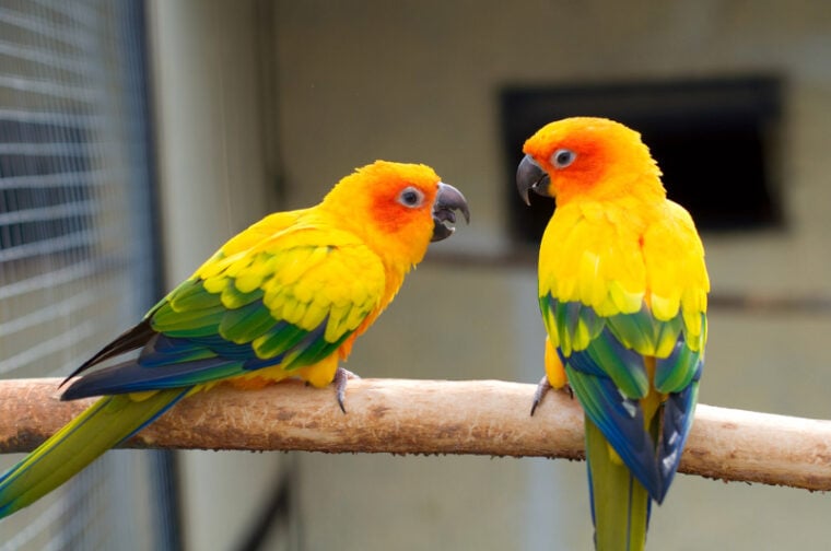 Why Are My Parakeets Fighting? 10 Common Causes Hepper