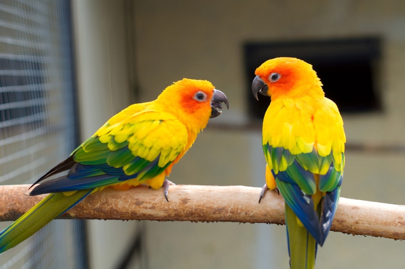 Why Are My Parakeets Fighting? 10 Common Causes | Hepper