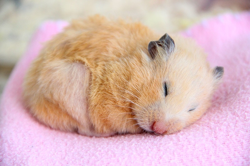 Syrian hamster sleeping on a blanket