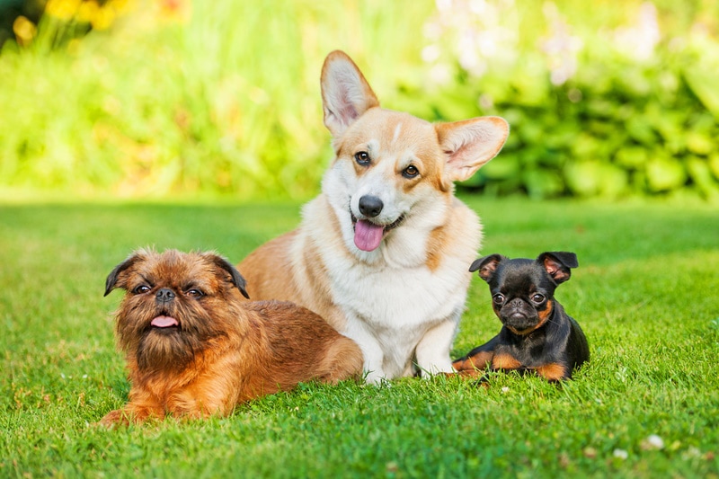 three cute dog on the grass