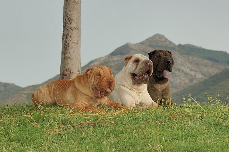 three shar pei dogs of different colors lying on the grass