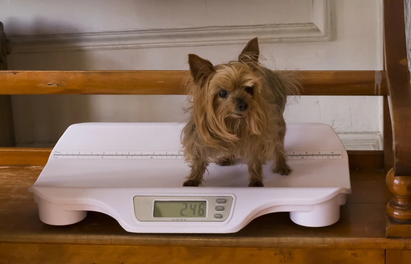 How to Weigh Your Dog at Home, Marsden Weighing