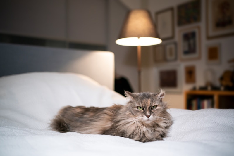 tortoiseshell maine coon cat lying on bed