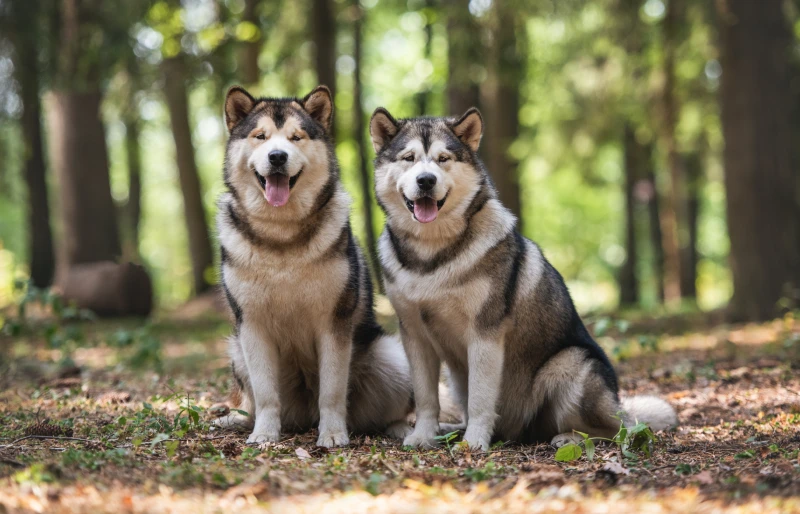24 Alaskan Malamute Blended Breeds: Photos & Information 24 Alaskan Malamute Blended Breeds: Photos & Information