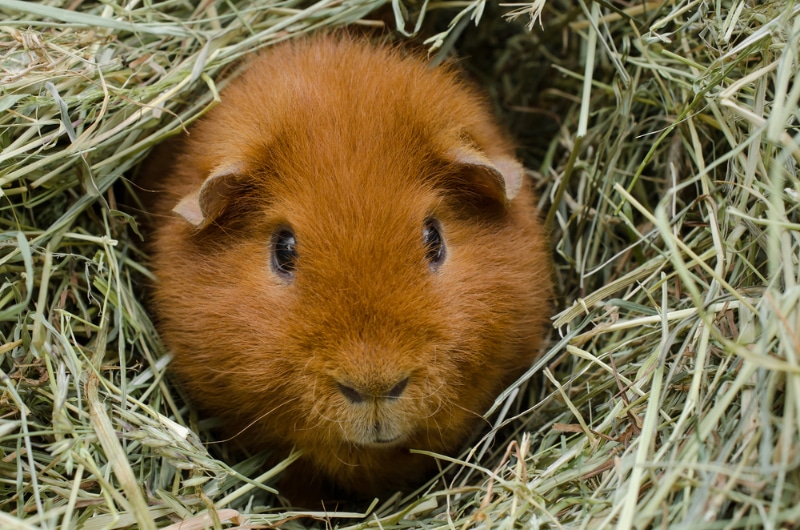 us teddy guinea pig in hay