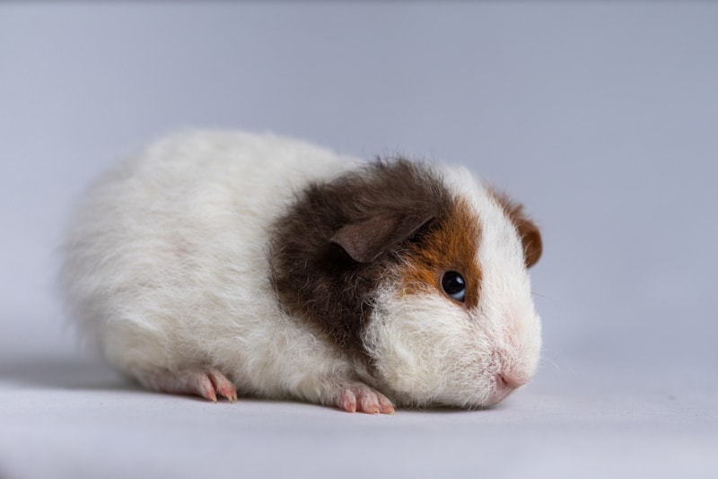 us teddy guinea pig on a light purple background