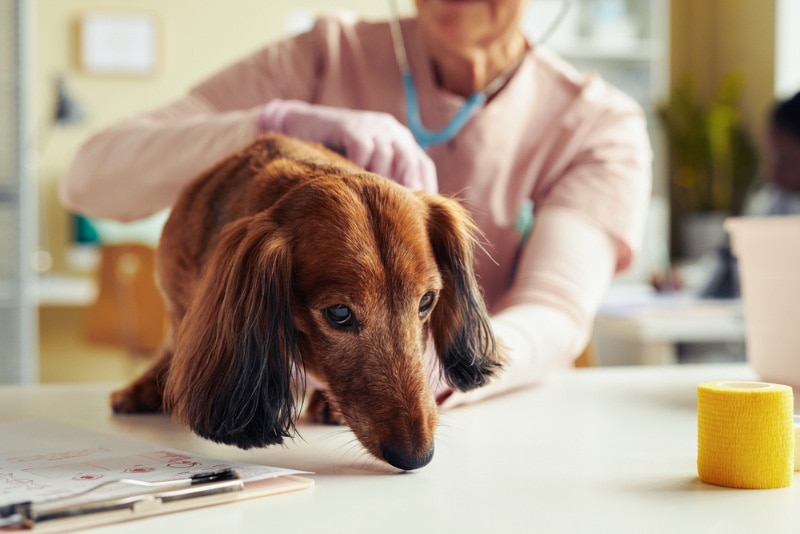 vet checking up a senior dog