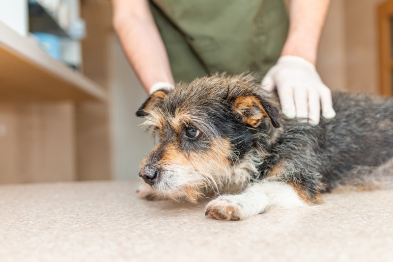 vet examining a canine  successful  the clinic