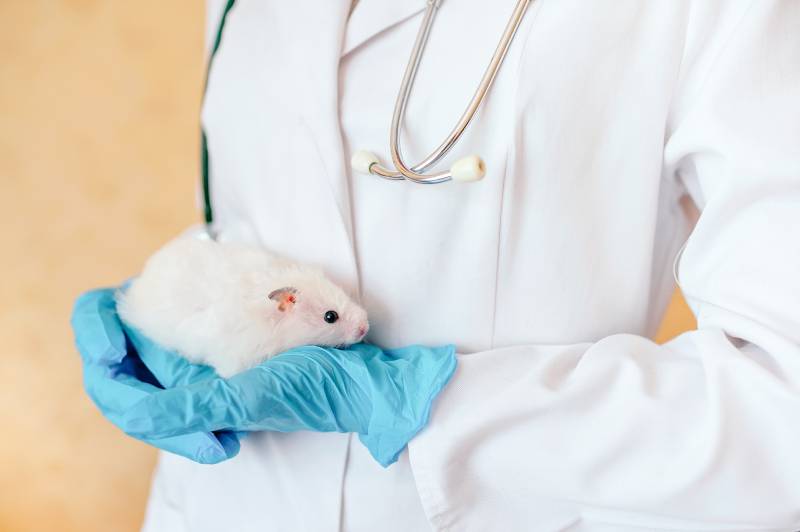vet holding a white hamster