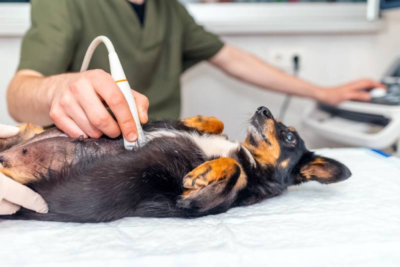 vet performs ultrasound on jack russell terrier dog