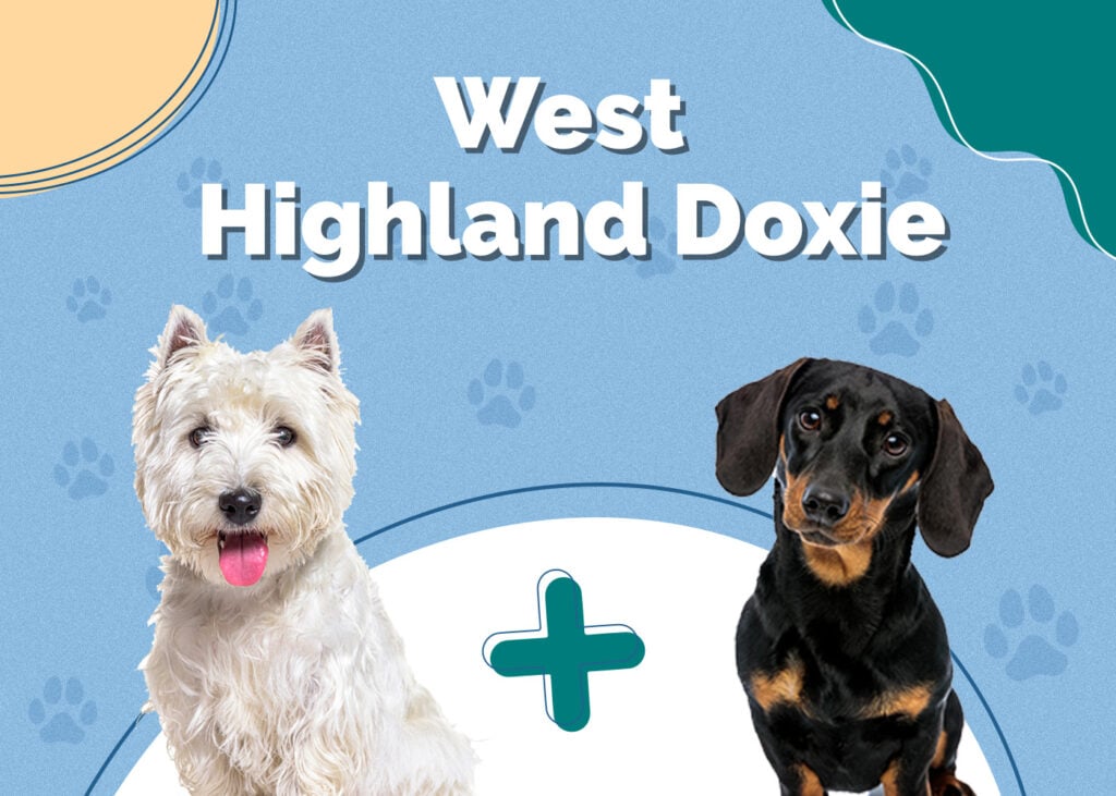 west highland doxie