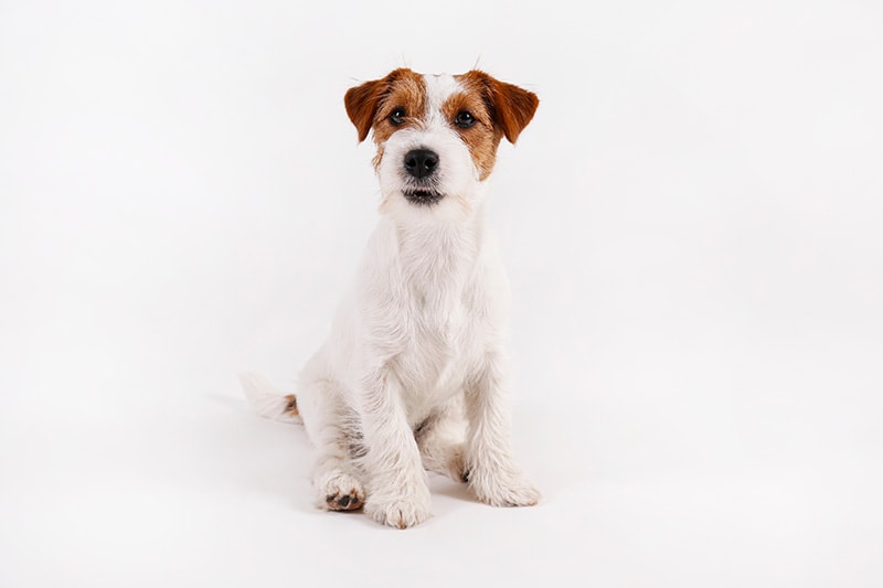 wire haired jack russell terrier dog on white background