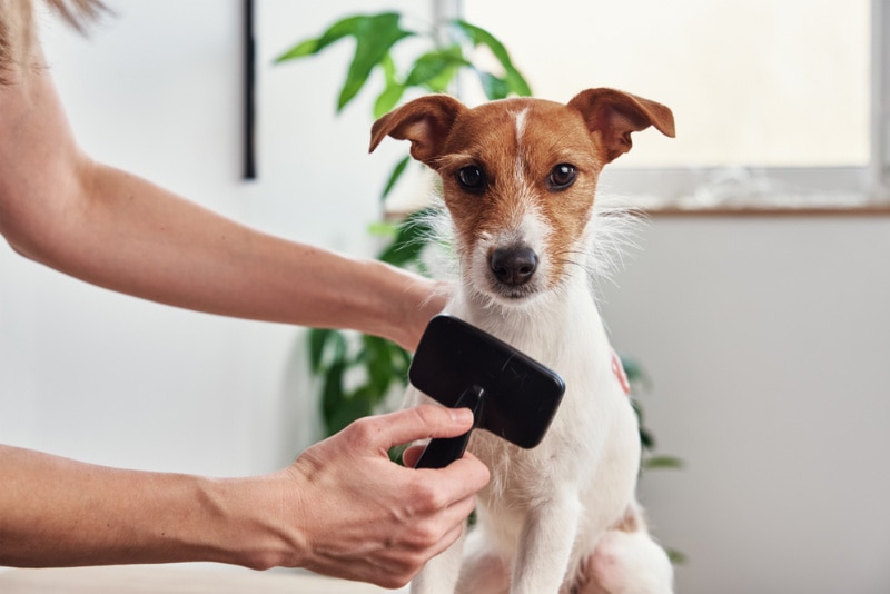 woman brushing jack russell terrier dog