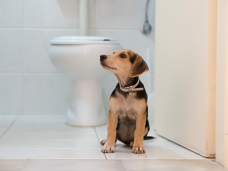 young dog sitting inside the bathroom