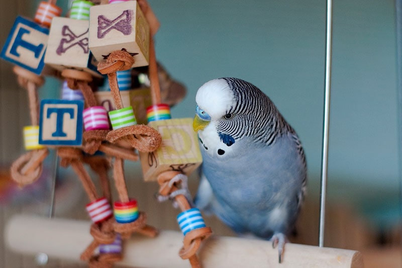 young male blue budgie mauve budgie playing with a toy