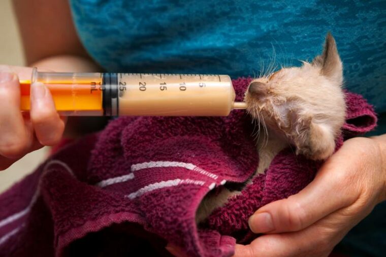 How to Syringe Feed a Kitten 5 Vet Approved Tips MeowMyBark