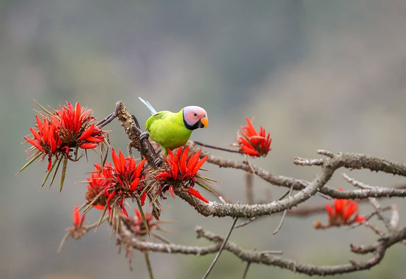 Blossom-headed parakeet on flower