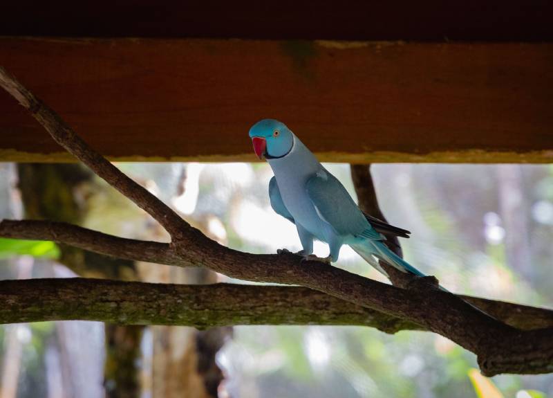 Blue rose-ringed parakeet