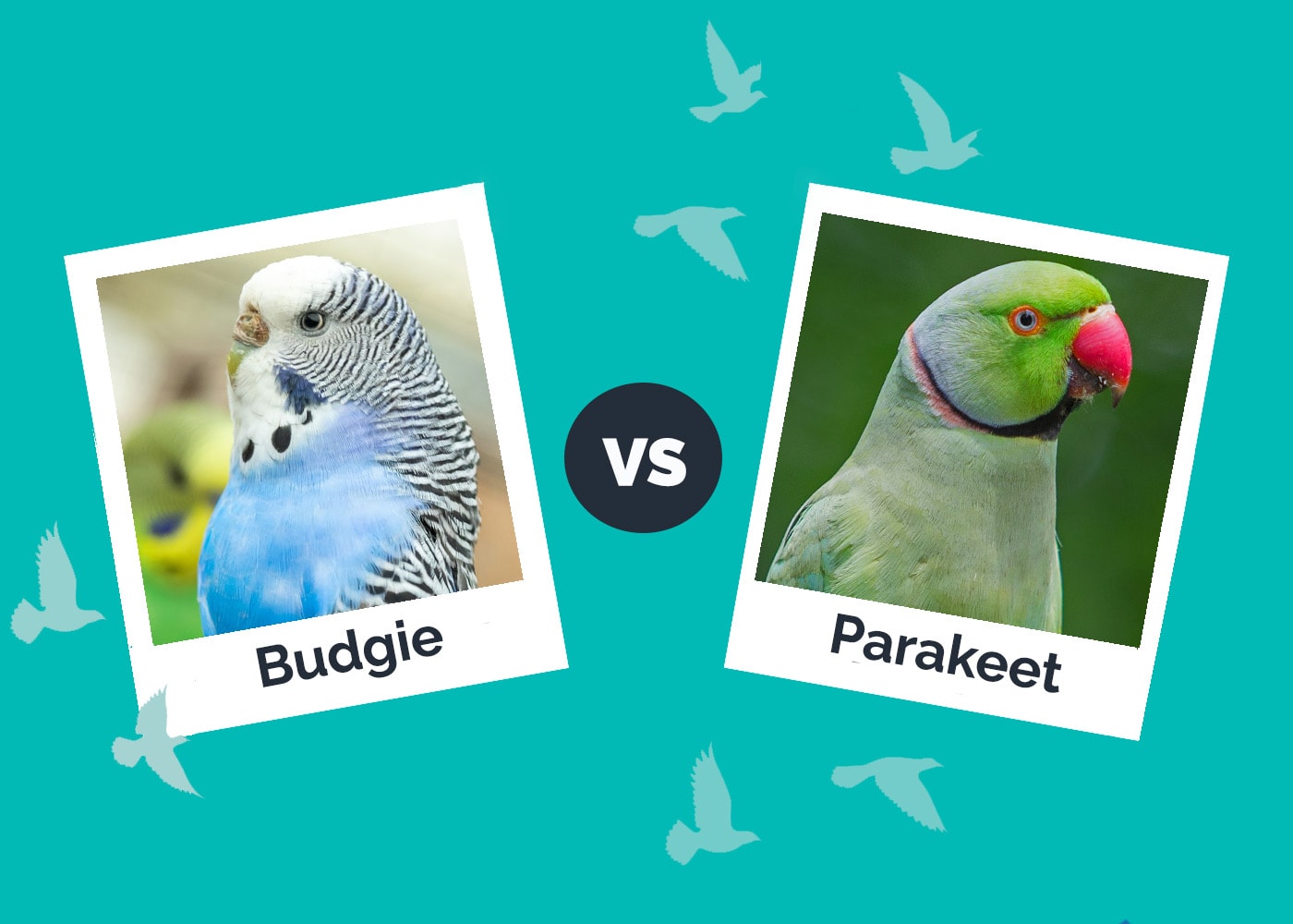 Budgie vs Parakeet