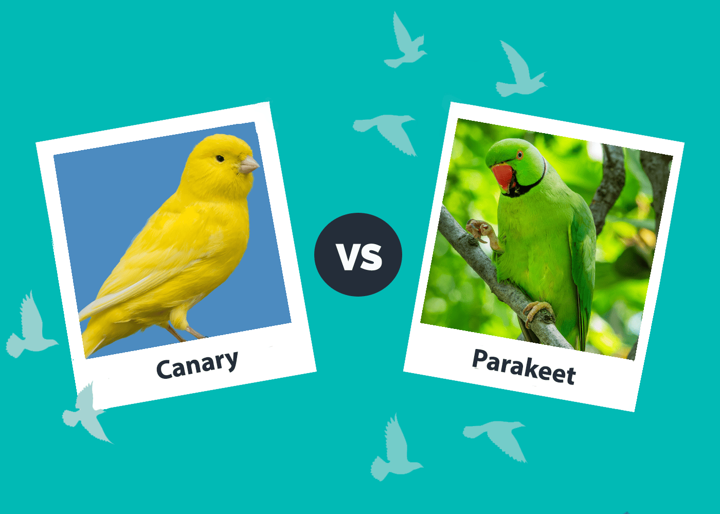 Canary Vs Parakeet