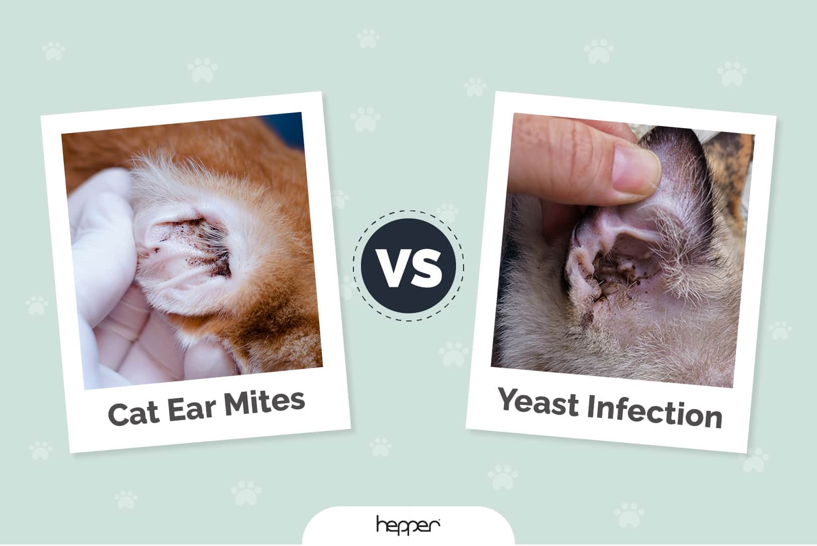 Cat Ear Mites vs Yeast Infection
