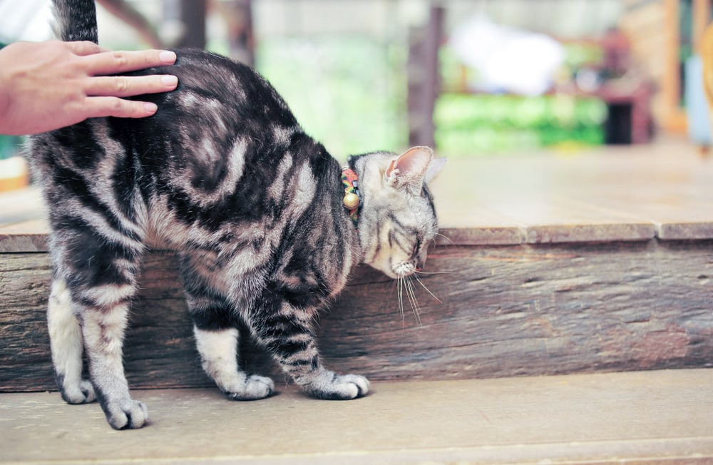 Cat being pet on the back bottom