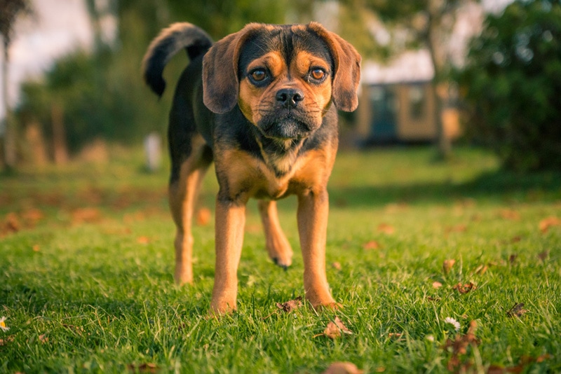 Close-up of a cute dog pocket puggle