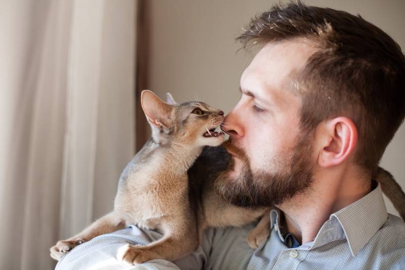 Close up of abyssinian kitten gently biting bearded