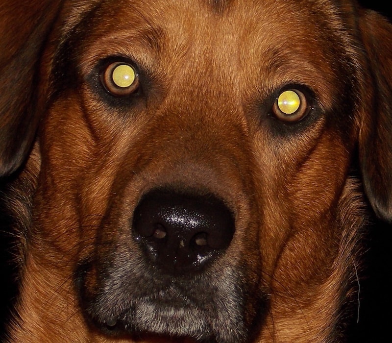 Closeup of dog eyes glowing at night