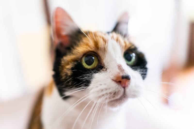 Closeup portrait of calico cat face head with blurry background in room home with acne on nose