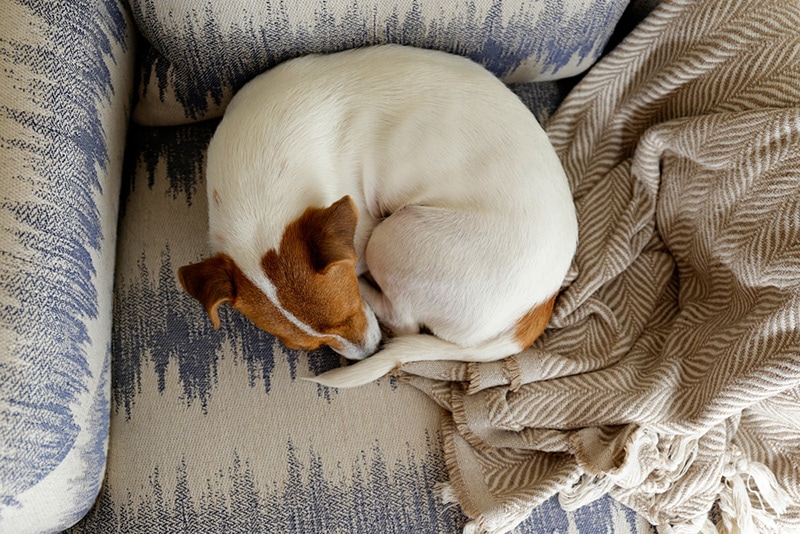 Why Do Dogs Curl Up? 7 Common Reasons Hepper