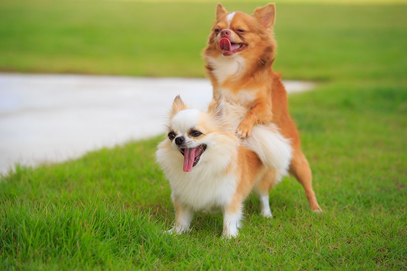 Do Dogs Have Sex for Pleasure? VetApproved Facts Hepper