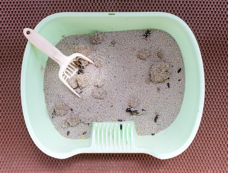 Why Is My Cat Missing the Litter Box? 13 VetReviewed Reasons & What to
