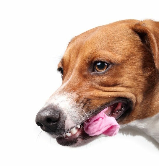 Dog biting a scrunchie