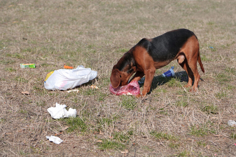 My Dog Ate Plastic Here’s What to Do (Vet Answer) Hepper